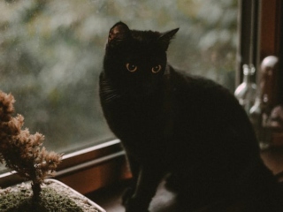 Sindromul animalelor negre