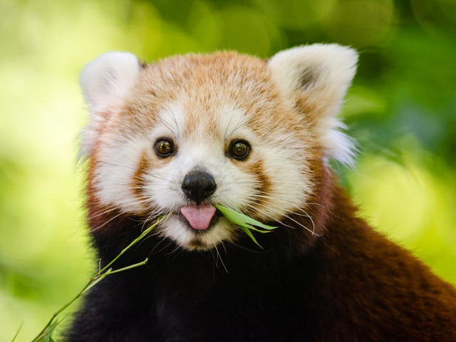 "Pana cand nu iubesti un animal, o parte a sufletului ramane adormita" (Anatole France)