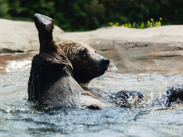 Cel mai simpatic urs