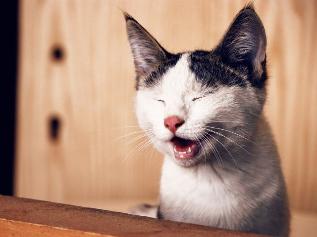 O pisica... amuzanta