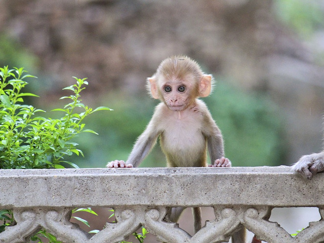 O maimuta putin dezorientata