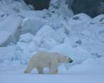 Ursii polari nu pot fi detectati de camerele cu infrarosu