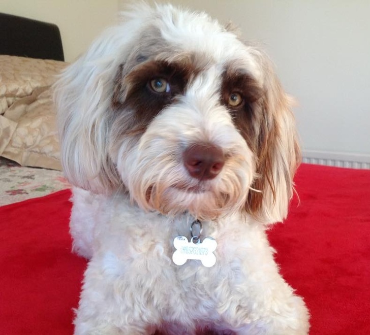 Animale "misterioase" care s-au nascut cu masca pe fata