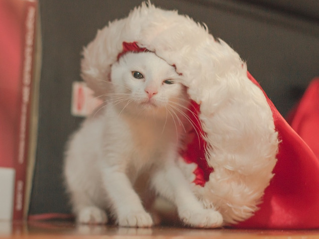 In atmosfera sarbatorilor