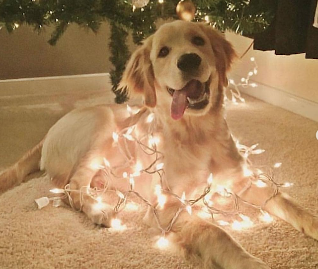 Caine impodobit de Craciun