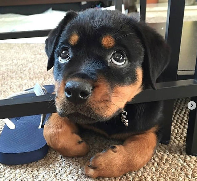 Cine ar putea rezista acestei priviri?