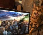 O pisica ce a muscat din monitorul laptopului pana cand l-a crapat