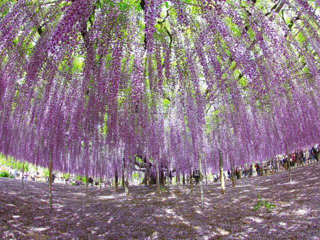 Locul in care intalnesti multe plante wisteria
