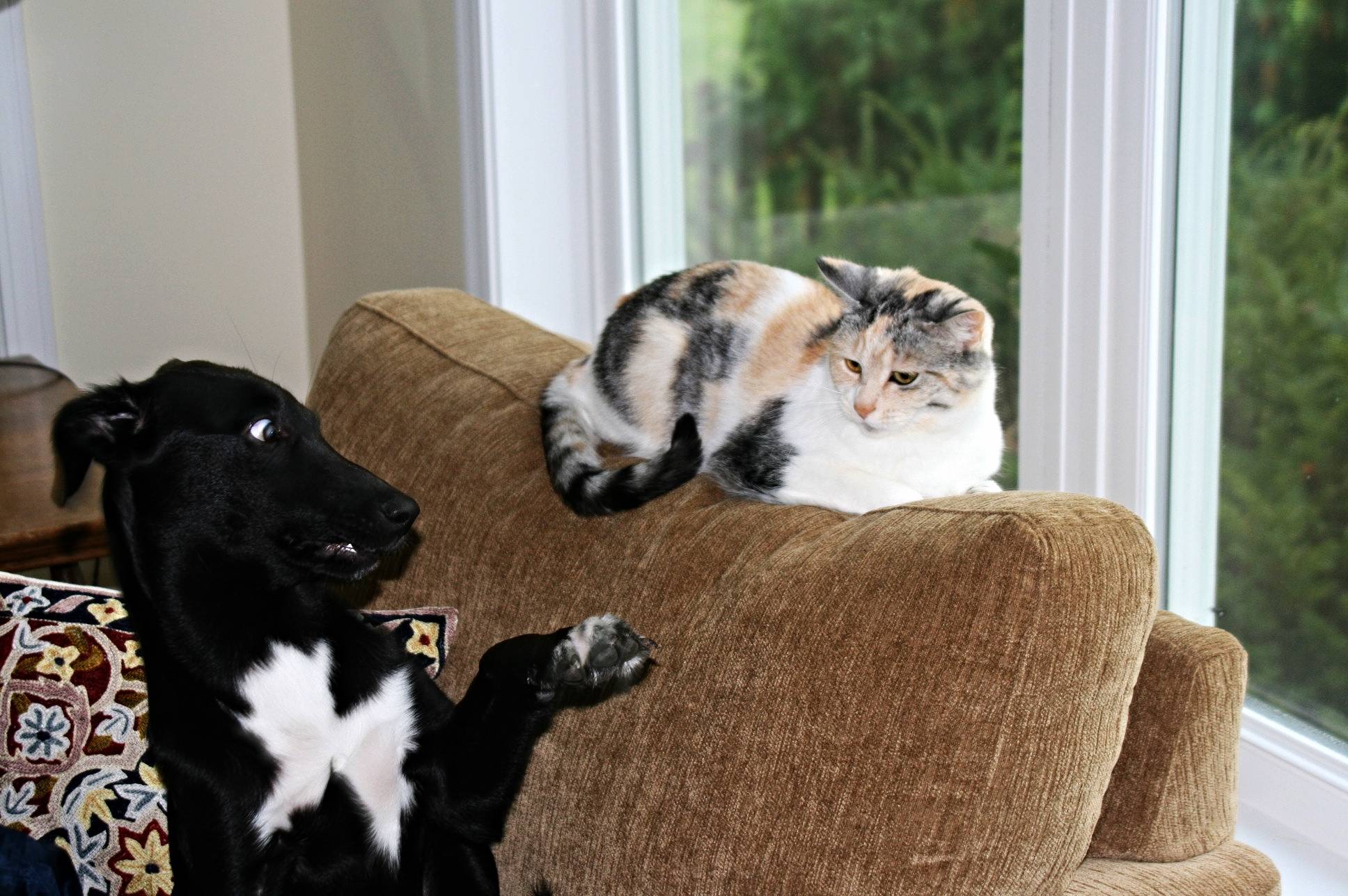 Privirea lui spune tot