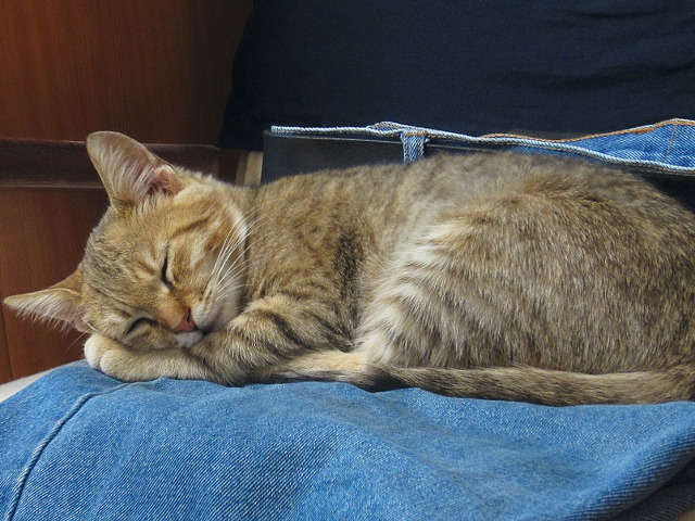 Somnul e mai dulce pe blugii stapanului