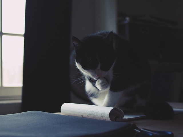 Locul perfect pentru a te spala: pe notitele stapanului