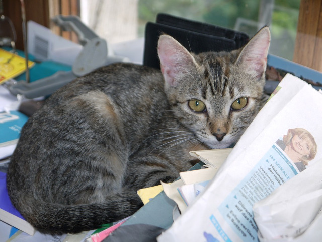 Nu pare sa-i pese ca cineva vrea sa studieze