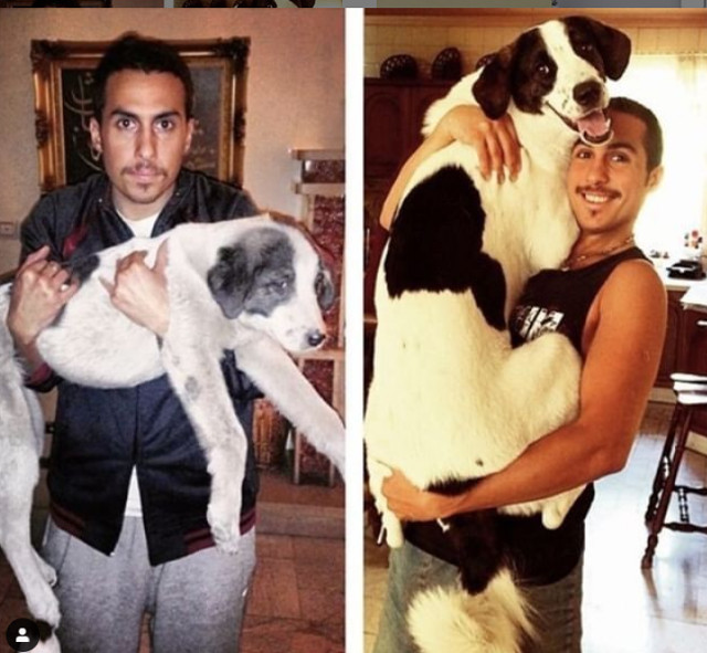 Trec anii si peste animalele noastre de companie