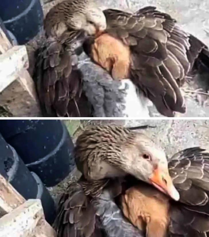 O gasca acopera cu aripile un catel inghetat, pentru a-l incalzi