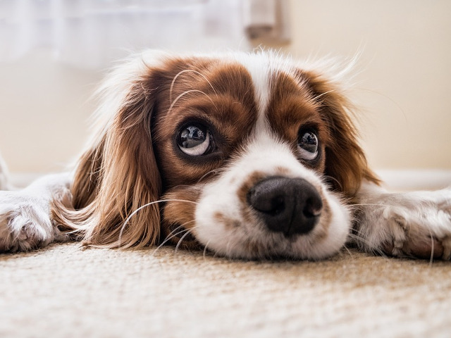 Si nici nu se straduieste