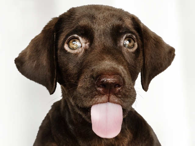 Imposibil sa nu-l indragesti