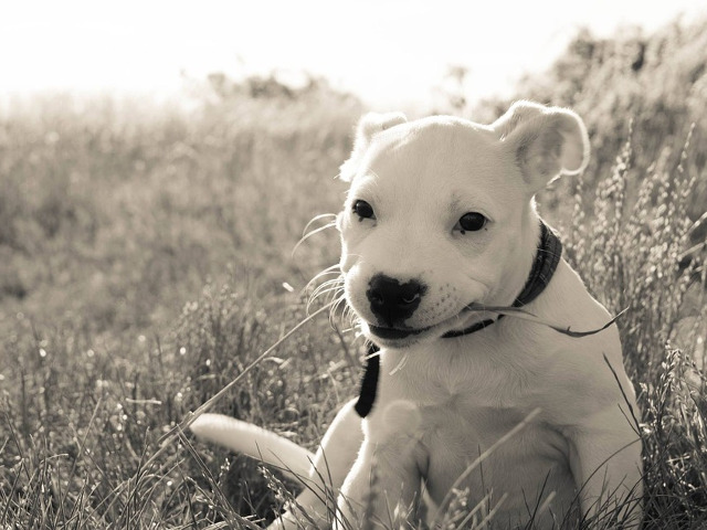 Priveste cu atentie!