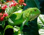 Iguane