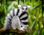 Lemuri