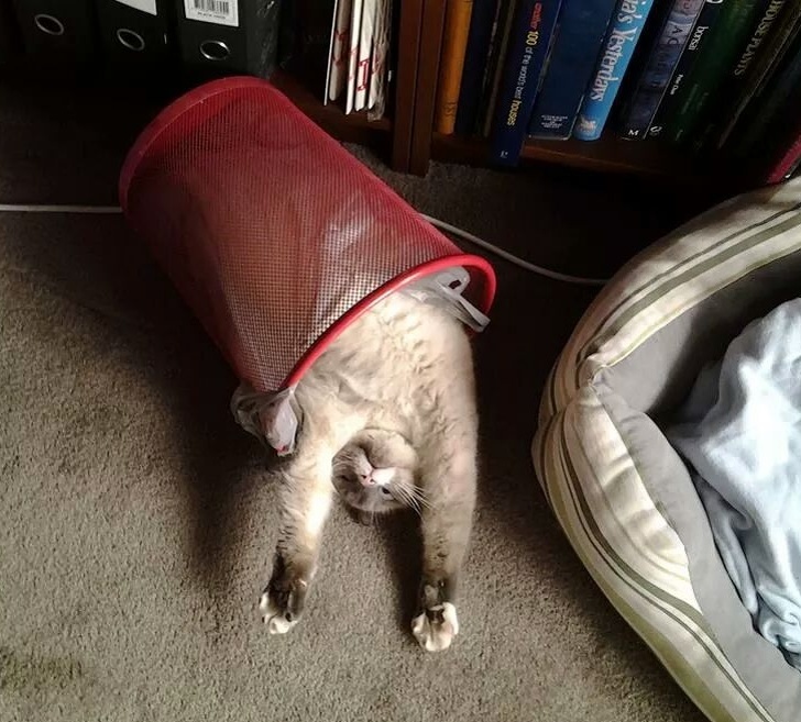 Daca vor, pot sa doarma si in cosul de gunoi