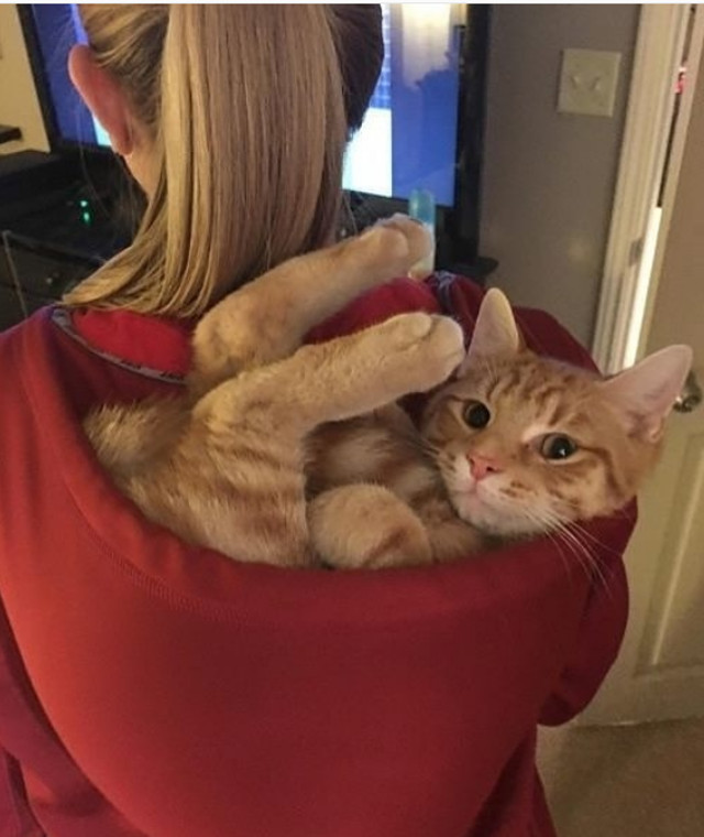 Nu pare sa ii displaca