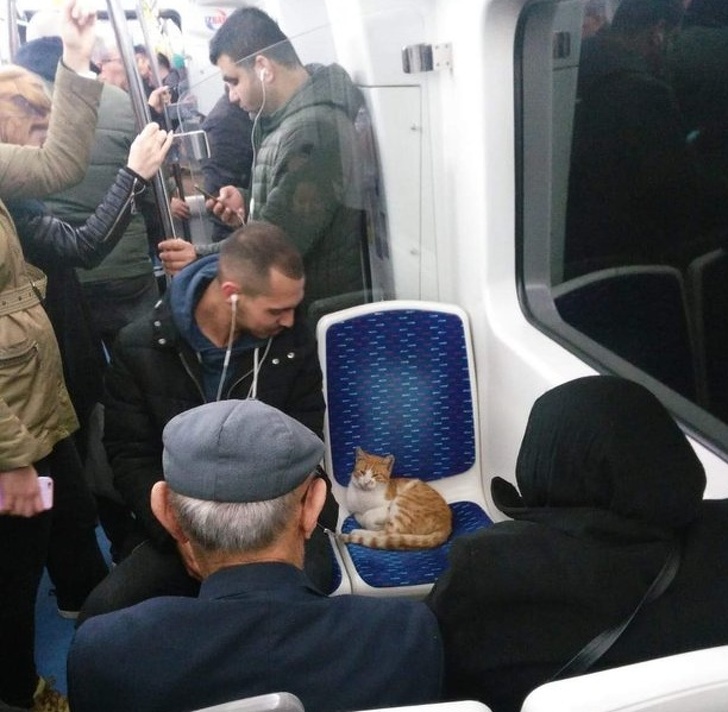 In Turcia, pisicile si-au "castigat" dreptul de cetateni cu acte in regula.