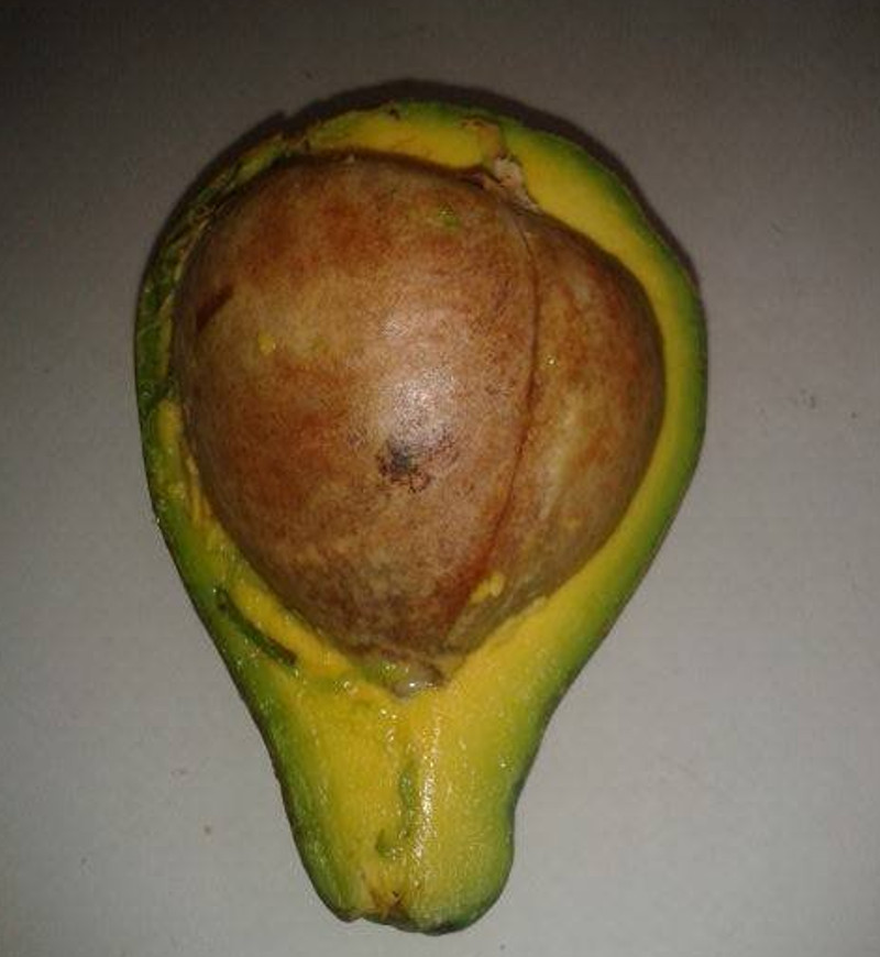A ales cel mai mare avocado pentru a face guacamole si... surpriza: