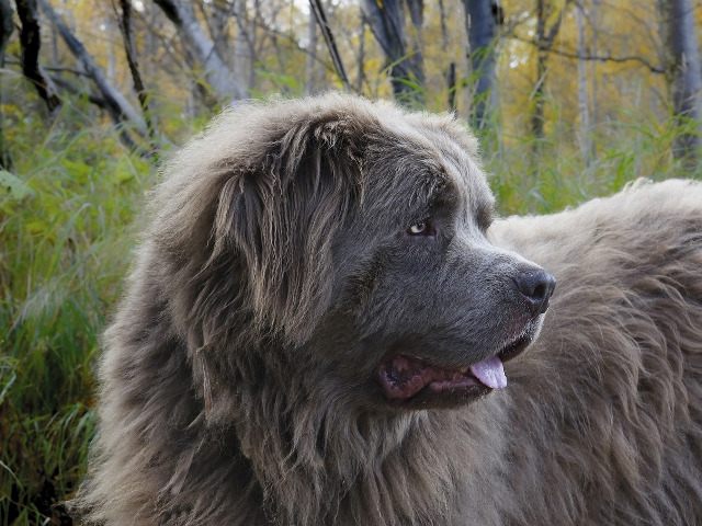 Cainele de TerraNova (Newfoundland)