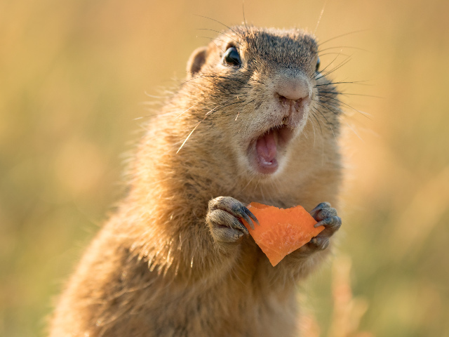 O veverita luata prin surprindere