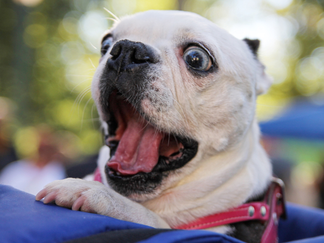 "Fericirea este un catelus caldut" (Charles Schulz)