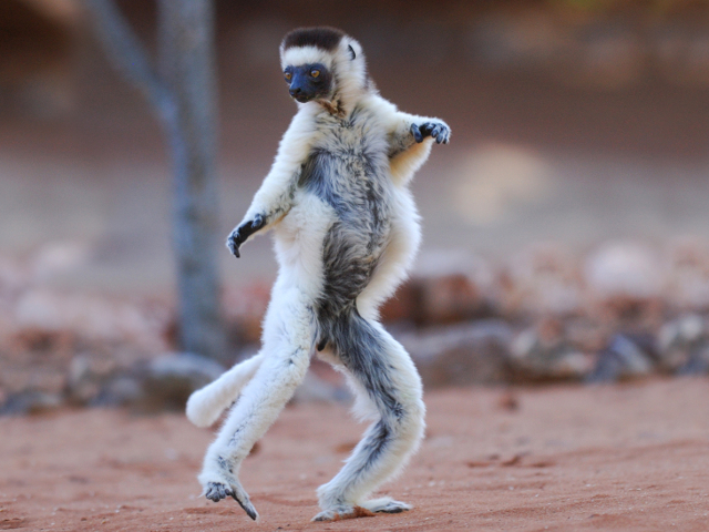 O maimuta care pare sa se simta de-a dreptul extraordinar