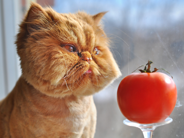 "Pisicile sunt ornamente vii" (Edwin Lent)