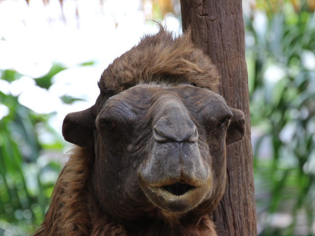 Imposibil sa nu te faca sa zambesti