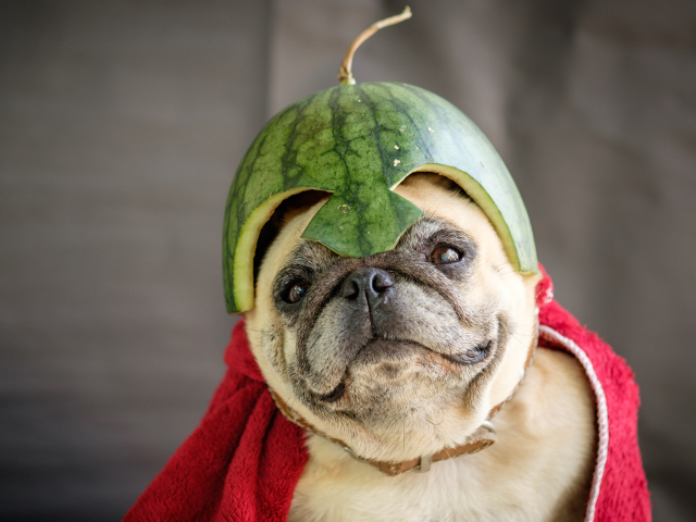 Privirea care induioseaza pe oricine