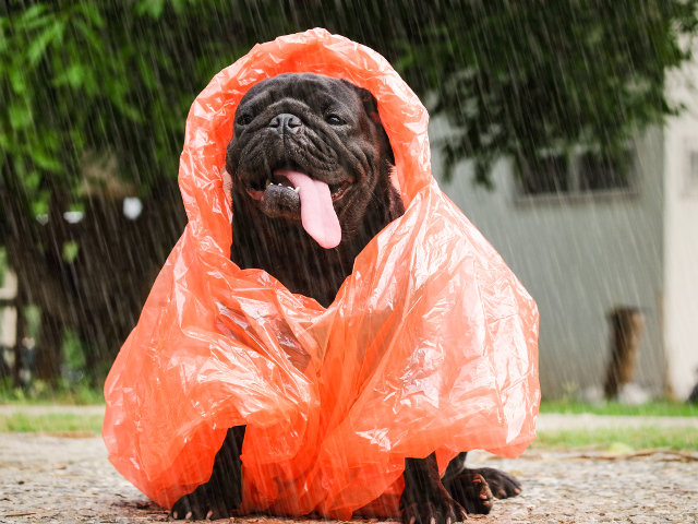 "Cainele traieste ziua, ora, chiar si clipa" (Robert Falcon Scott)