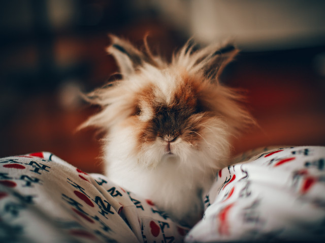 Faceti cunostinta cu cel mai simpatic iepuras