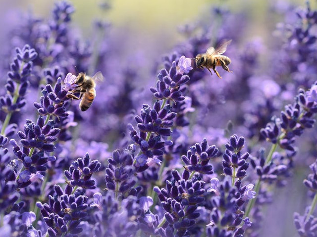 Albinele pot rezolva calcule matematice simple