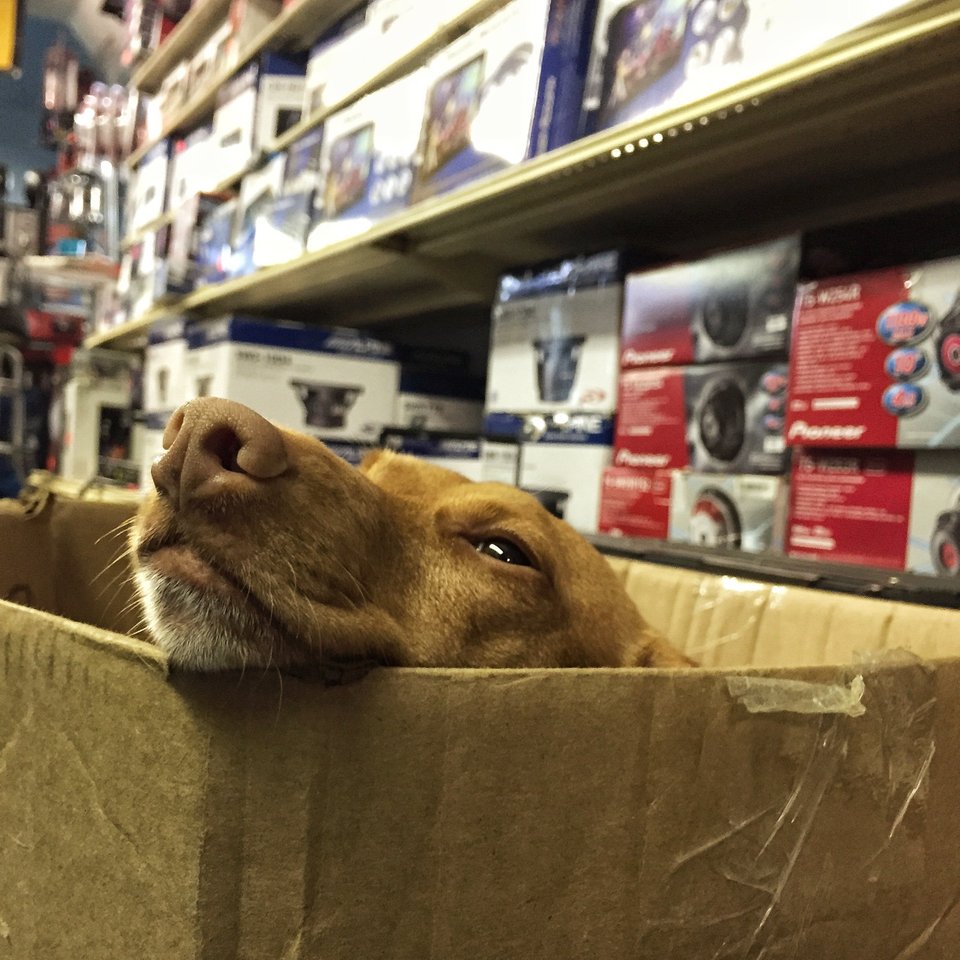 Un caine care si-a gasit locul