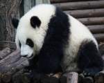Panda mare