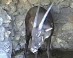 Saola