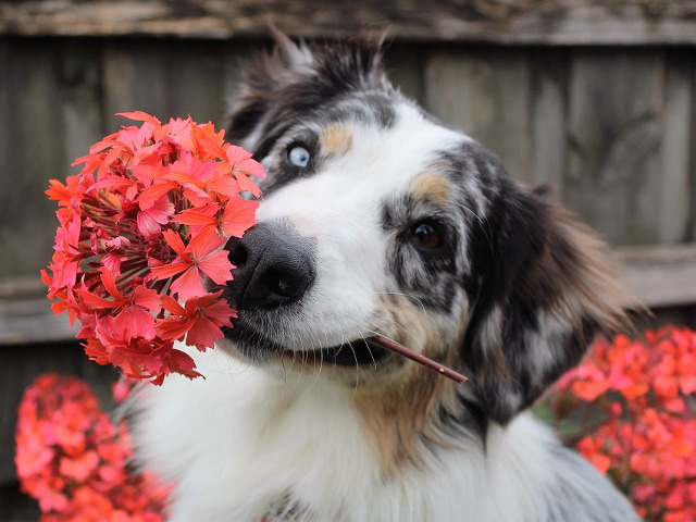 Ce poate fi mai frumos, daca nu sa primesti o floare de la cainele tau?