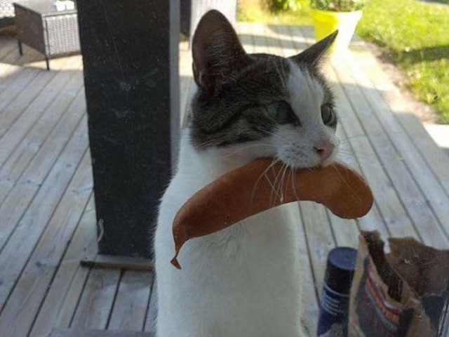 O pisicuta care stie sa se descurce: