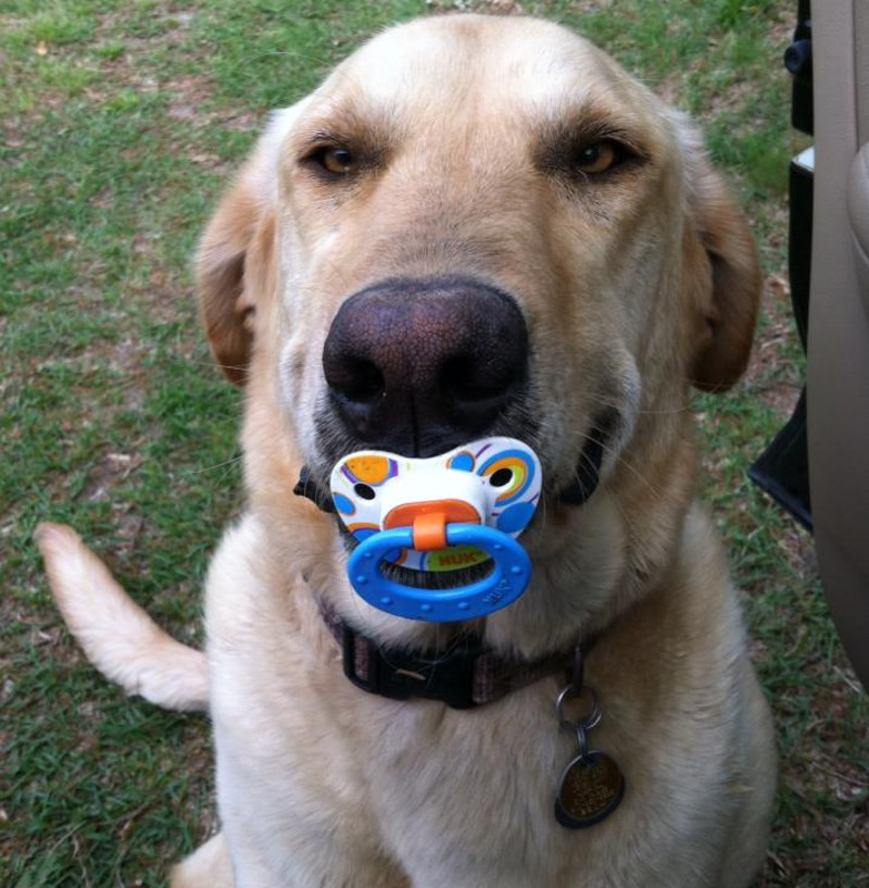 O suzeta... de ce nu?