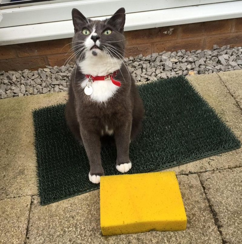 Cine nu are nevoie de un burete?