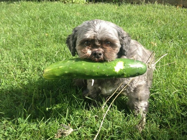 Se pare ca acestui caine ii plac legumele