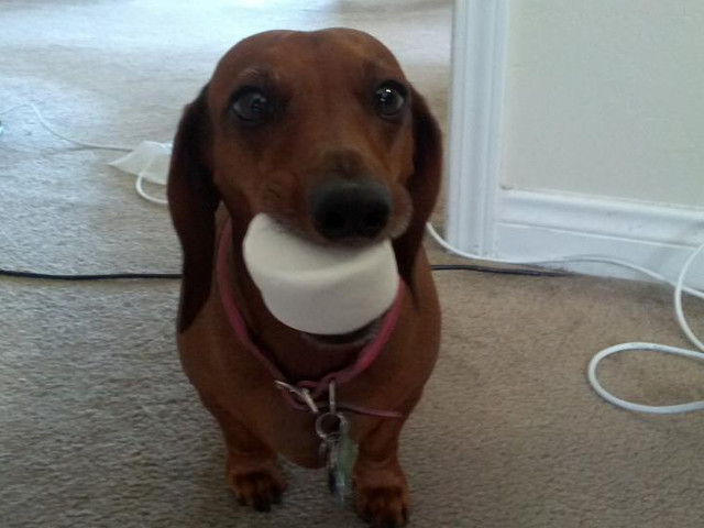 Un caine care apreciaza dulcele: i-a adus stapanului un Marshmello