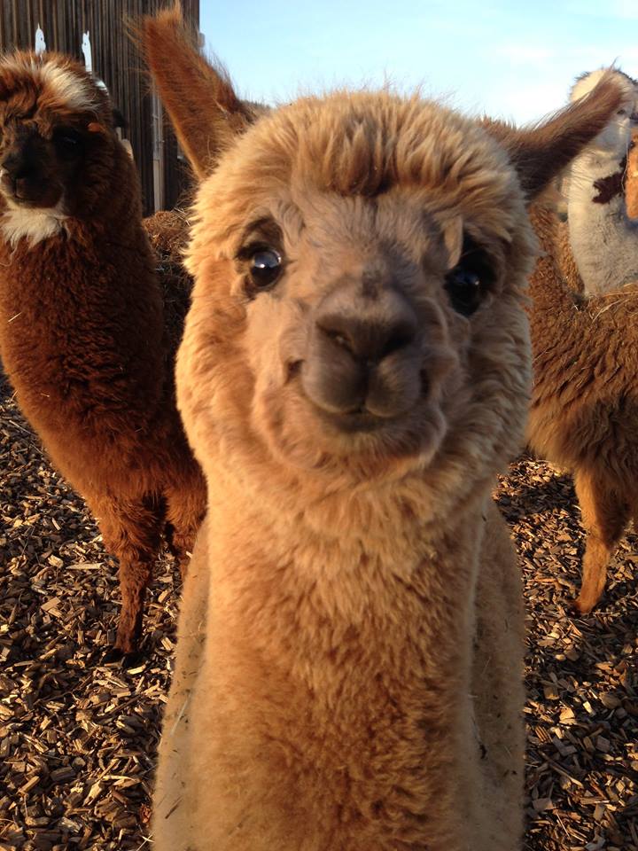 O alpaca zambitoare