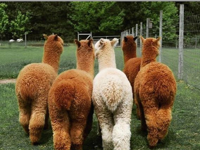 Ceva mai pufos nu exista