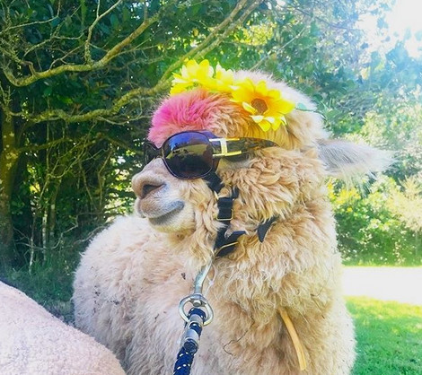 O alpaca moderna