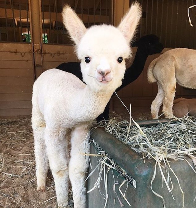 Un pui alpaca